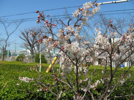 生野東公園に咲く寒桜.jpg