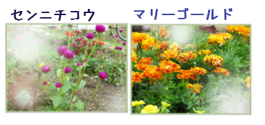 花壇の花　二連.png