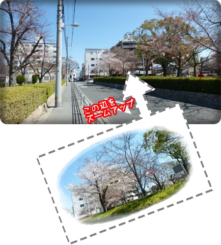 2015.3.28生野東公園の桜セット.jpg